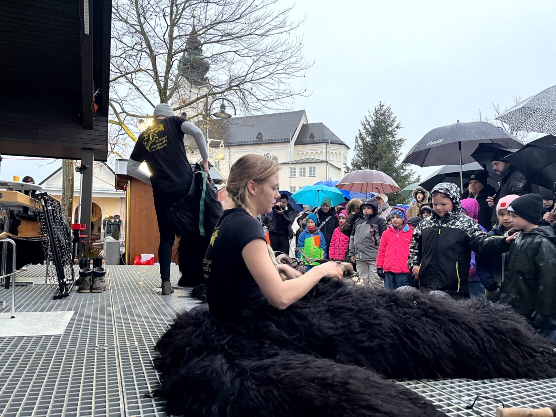 Perchten Hoagascht Wals, 6. Jänner 2024 | Salzburger Schiachpercht'n und Krampusse